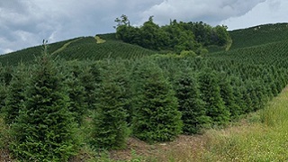 Bottomley Evergreens