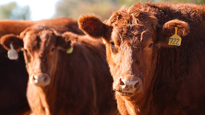 Beef cattle