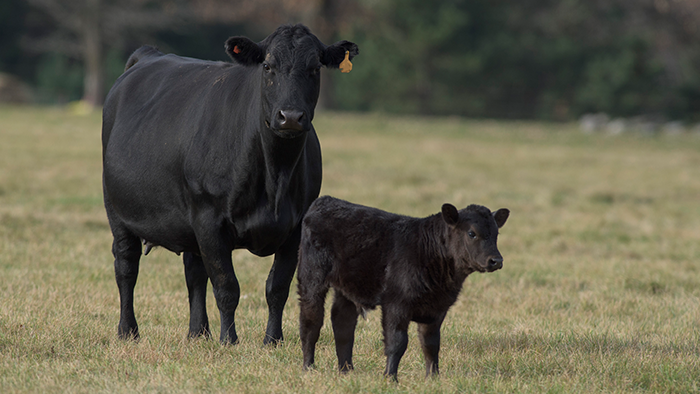 Cow and her calf