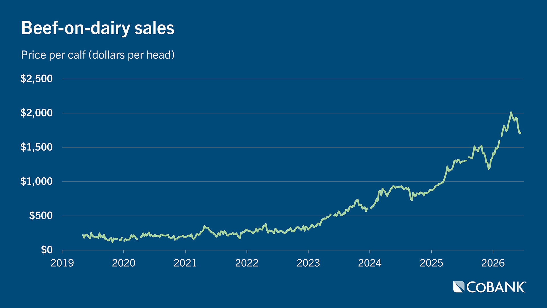 Line chart showing beef-on-dairy calf prices from 2019 to today with sharp increase from 2023 