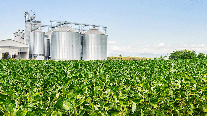 Corn and Soybean Elevator